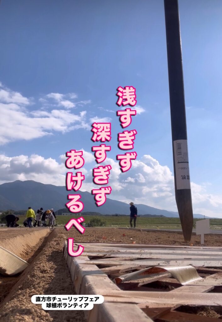 勝手に直方観光大使の式部いろはが直方市チューリップフェア球根植えボランティア
